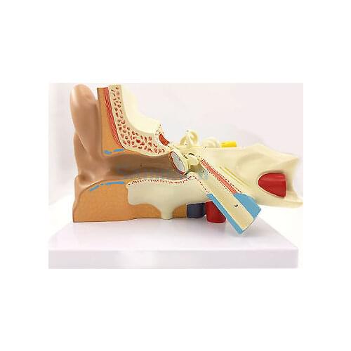 3 Part Human Ear Anatomy Medical Model Teaching Aid with Removable Sections Structure Model