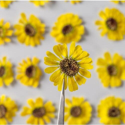 120pcs 2.5-4cm Pressed Dried Yellow Flower Plants Herbarium For Epoxy Resin Jewelry Making Face Makeup Nail Art Craft DIY