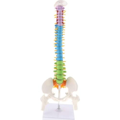 45cm Human Vertebral Column with Pelvis Model Spine Anatomical Model for School Teaching Tool Learning Display Lab Supplies