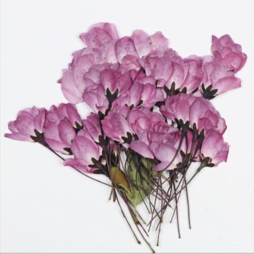 120pcs Pressed Dried Malus spectabilis Bud Flower Epoxy Resin Jewelry Making Makeup Face Bookmark Nail Art Craft DIY