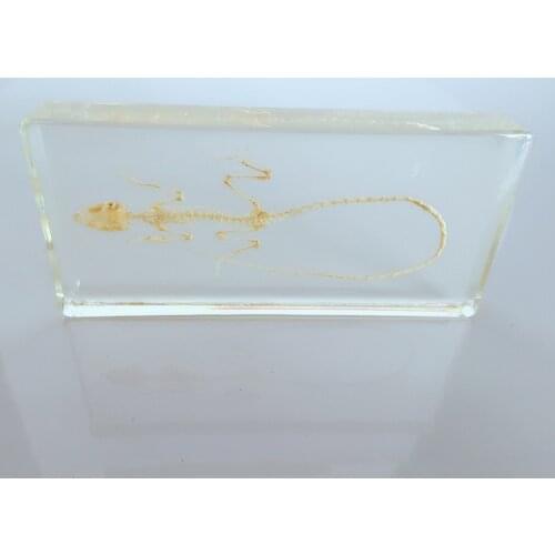 True Lizard Skeleton Embedded Specimen Animal Skeleton Specimens Models Biological Reptiles Bone Specimen Resin Teaching Aids
