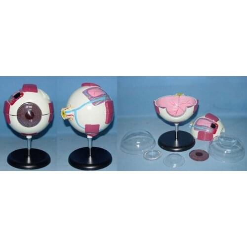 6X Eye anatomical model Organ Anatomy Human specimens model free shipping