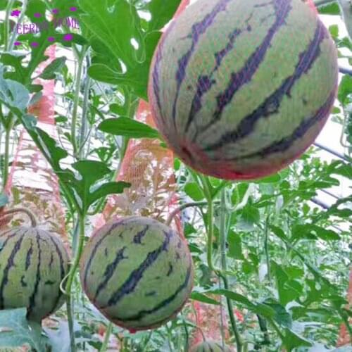 4 Size 100pcs/lot horticultural net plastic mesh bag fruit mesh Grown bags gardening net food packaging net