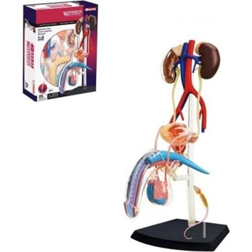 1:2 Mini Human male reproductive organ assembly model 25 pcs Assembled Human Anatomy Model