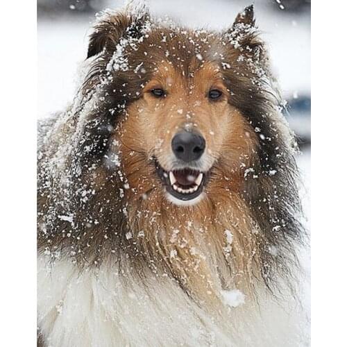 5D diamond embroidery Shetland sheepdog home decor wall painting mosaic square rhinestone diamond painting cross stitch FG1346