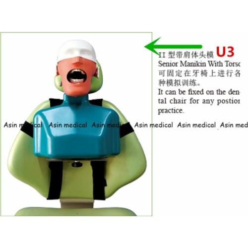 High Quality Senior Manikins Model With Torso It can be fixed on the dental chair for any position practice