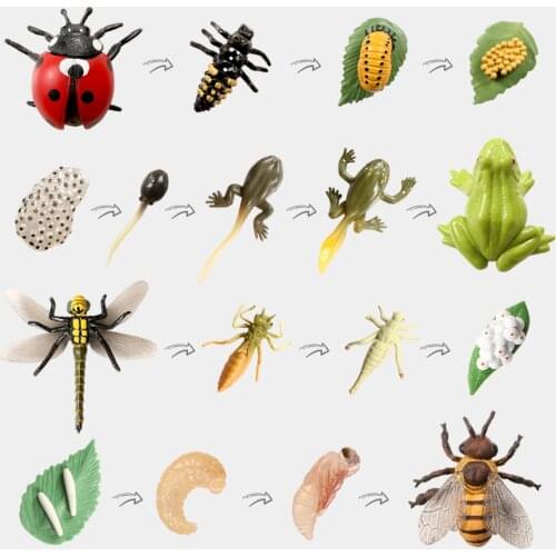 Simulation Life Cycle of Insect Animal Growth Cycle Models,Butterfly,Frog Action Figures Collection Science Educational Toys Kid