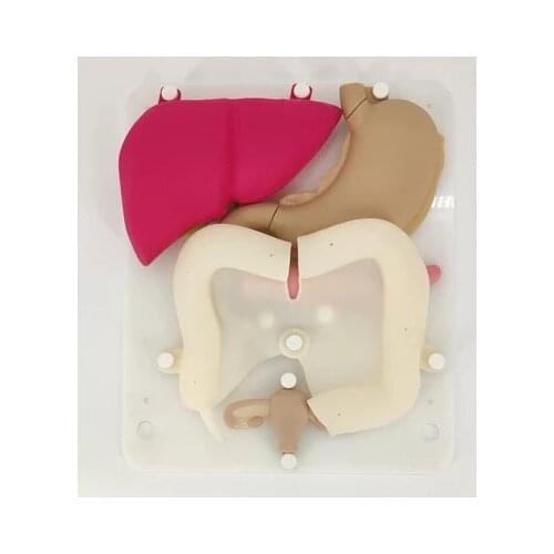 Laparoscopic simulation training silicone organ Liver gallbladder duodenal colon uterus suture practice