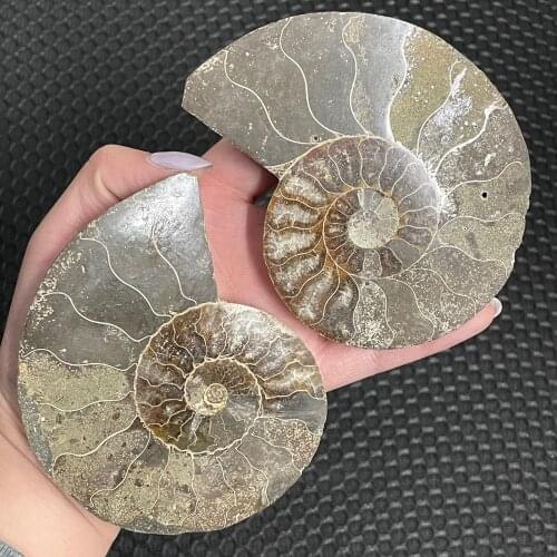 Natural Ammonite Fossil Conch quartz Crystal Specimen Reiki Healing