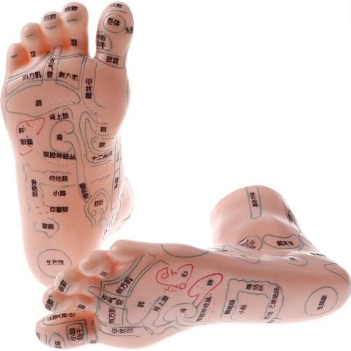 2pcs Human Foot Reflexology Acupuncture Model Massage Model with Acupoint for School Teaching Tool Learning Display Lab Supplies