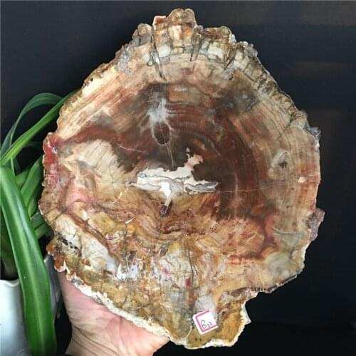 Petrified Wood Fossil Slice Mineral Specimen Home Decoration Hand Crystal Craft Gift
