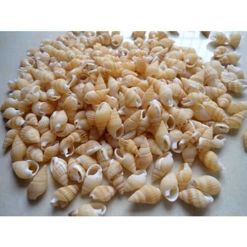HappyKiss 100pcs Natural small conch shells Yellow rice screw household decoration creative DIY material platform