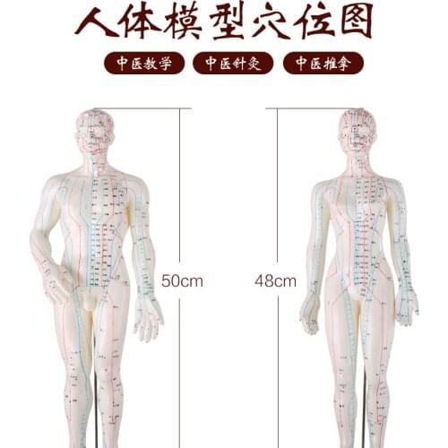 It can be used as model of acupuncture moxibustion meridians acupoints medicine teaching massage model for men and womenroom