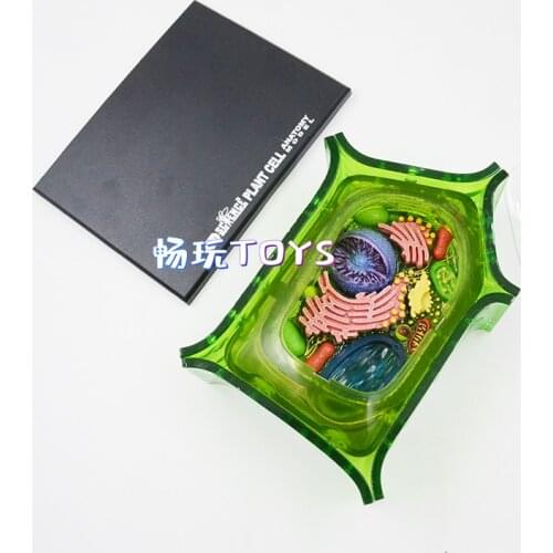 4d Plant Cell Model Biological Anatomy DIY Gift Children Toy Zoo Decoration Museum Used Tool Educational Model