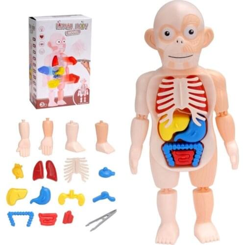 J60B Brain Game Learning Toy DIY Assembly 3D Human Body Anatomy Puzzle Organ Jigsaw