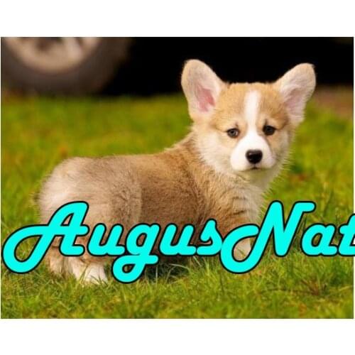 Dog diamond painting full square corgi daimond embroidery picture diamont mosaic stickers animals diamand art stitch accessories