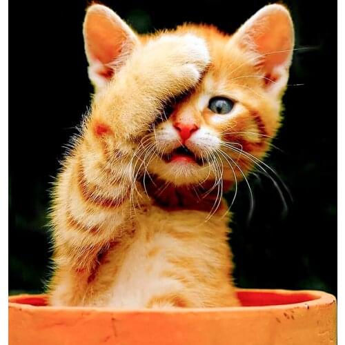 DIY 5D Diamond Painting Cat Full Square Round Diamond Embroidery Kit Picture Of Rhinestones Cross Stitch Mosaic Animal Beads Art