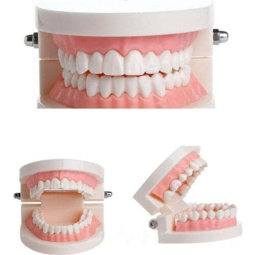 Dental Teeth Model Brushing Practice Mouth Oral Teaching Demonstration Props Health Care Child Dental Knowledge Learning