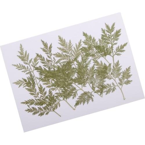 Phenovo 10 Pieces Mixed Size Real Pressed Leaves Flower Embellishments Card making Scrapbooking Art Crafts Artemisia carvifolia