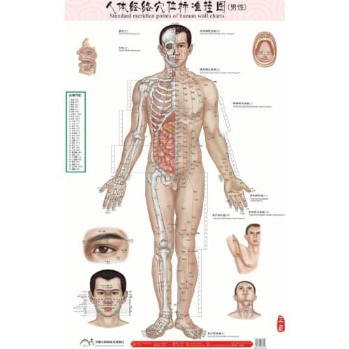 Free shipping Male human meridian points Wallmap acupuncture massage point map a full human flipchart HD 3 chinese and English