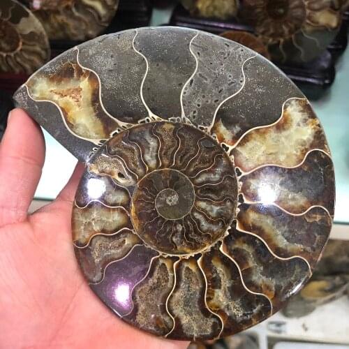 300-400g Natural ammonite section fossil conch crystal specimen healing