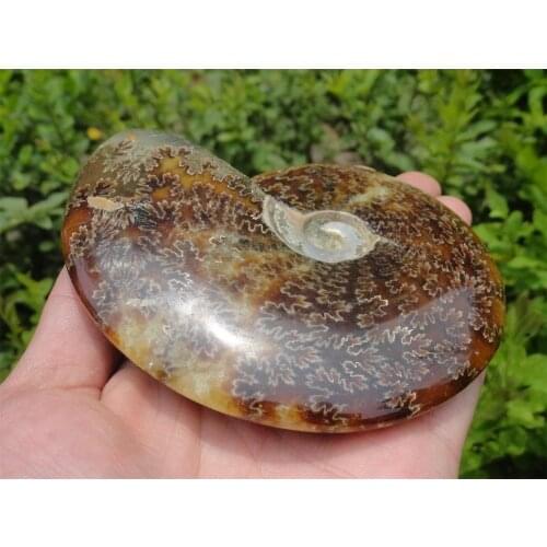 340g collection NATURAL polished Ammonite Fossil Mineral specimens
